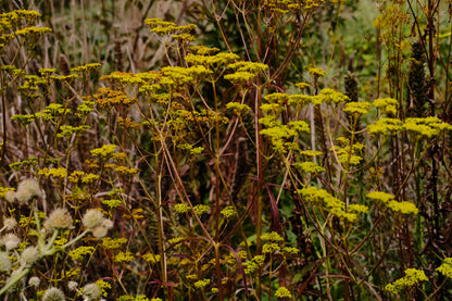 Patrinia scabiosifolia (golden lace) yellow flowers with red stems in the garden
