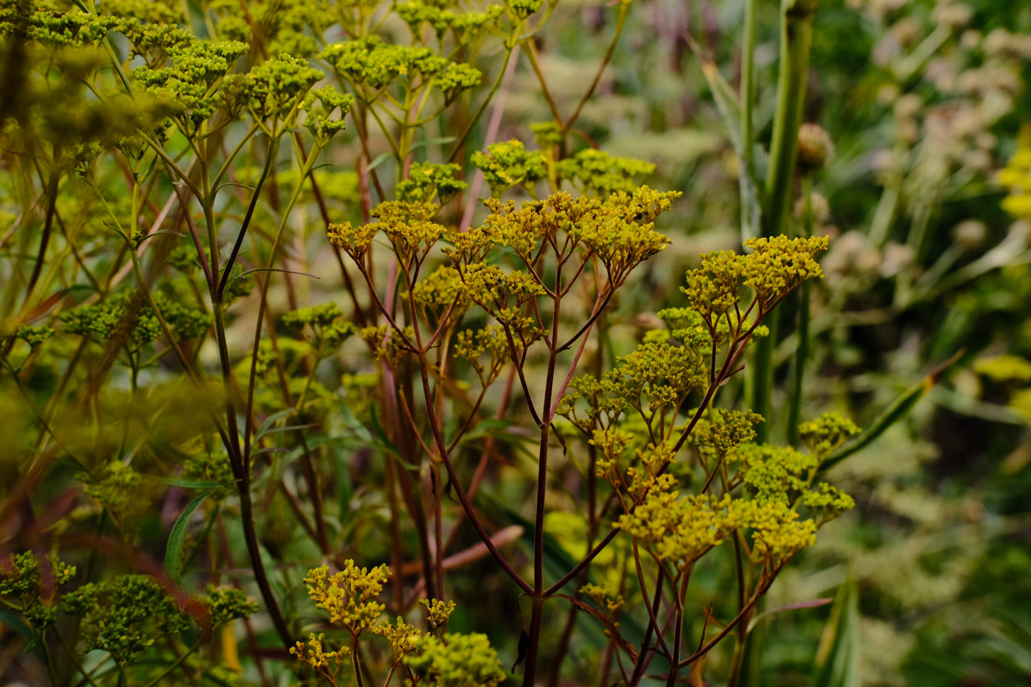 Patrinia scabiosifolia (golden lace) yellow flowers with red stems in the garden