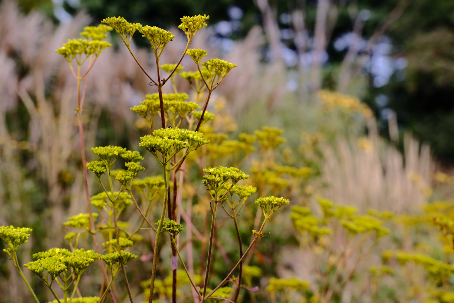 Yellow flowers of Patrinia scabiosifolia in a field with a blurred natural background