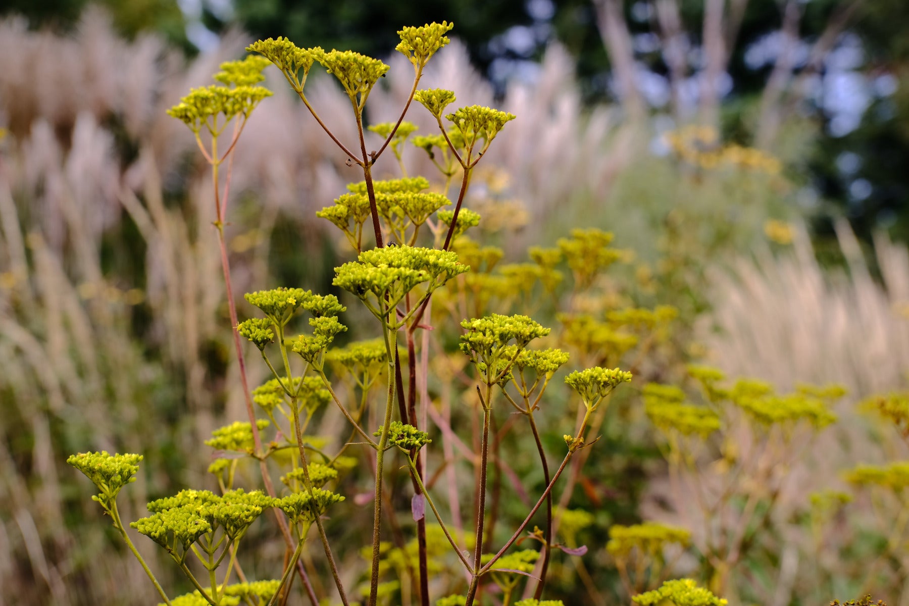 Patrinia scabiosifolia (golden lace) yellow flowers with red stems in the garden