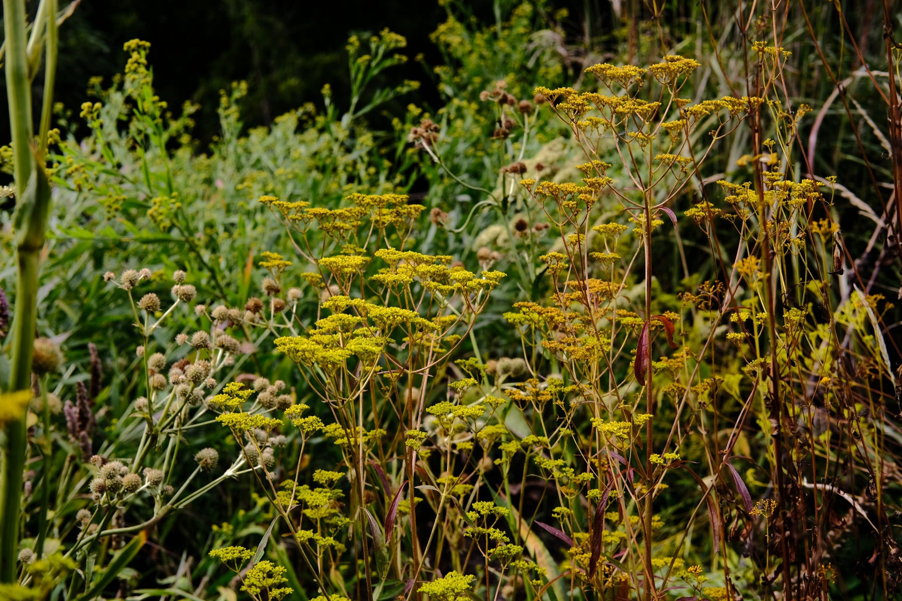 Patrinia scabiosifolia (golden lace) yellow flowers with red stems in the garden