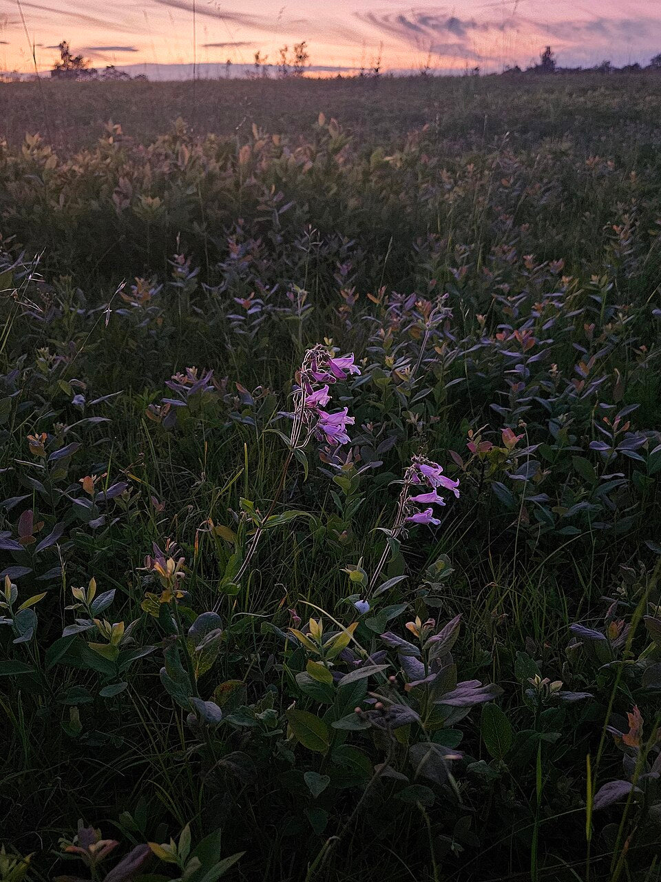 Field of wildflowers at sunset with a darkening sky.