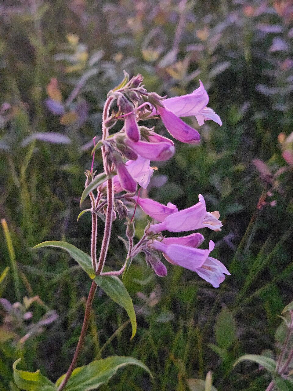 Purple flowers with green leaves in a natural setting