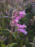 Purple flowers with green leaves in a natural setting