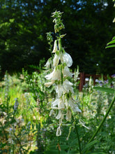 White Penstemon confertus (yellow beardtongue) flowers on a green plant with a blurred natural background
