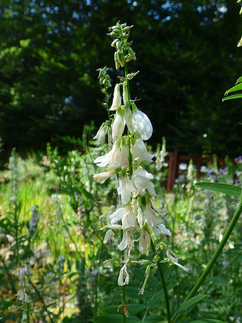 White Penstemon confertus (yellow beardtongue) flowers on a green plant with a blurred natural background