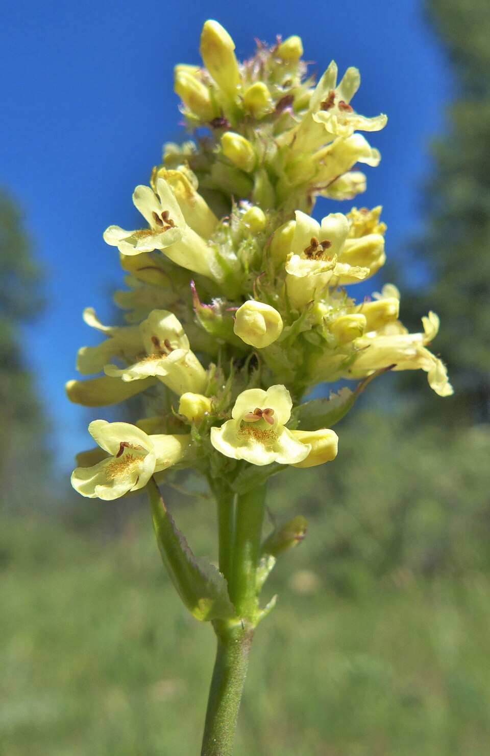 Yellow flower of Penstemon confertus  (yellow beardtongue) against a blue sky