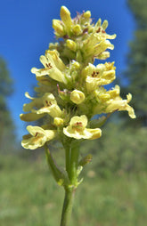 Yellow flower of Penstemon confertus  (yellow beardtongue) against a blue sky