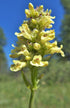 Yellow flower of Penstemon confertus  (yellow beardtongue) against a blue sky