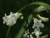 White bell-shaped  foxglove beardtongue (Penstemon digitalis) flowers with green stems and leaves in a natural outdoor setting.