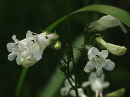 White bell-shaped  foxglove beardtongue (Penstemon digitalis) flowers with green stems and leaves in a natural outdoor setting.
