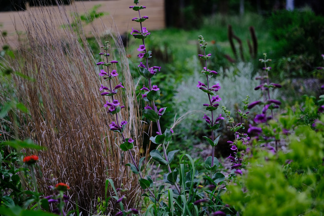 Penstemon grandiflorus &