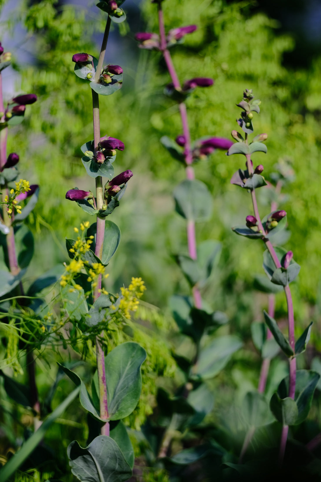 Penstemon grandiflorus &
