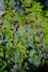 Penstemon grandiflorus &