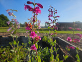 Penstemon grandiflorus &