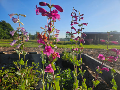 Penstemon grandiflorus &