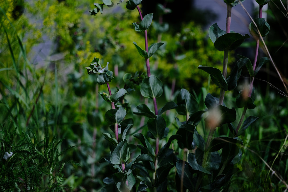 Penstemon grandiflorus in May