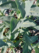 Penstemon grandiflorus (large beardtongue) foliage