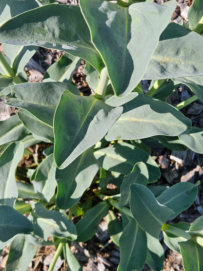 Penstemon grandiflorus (large beardtongue) foliage