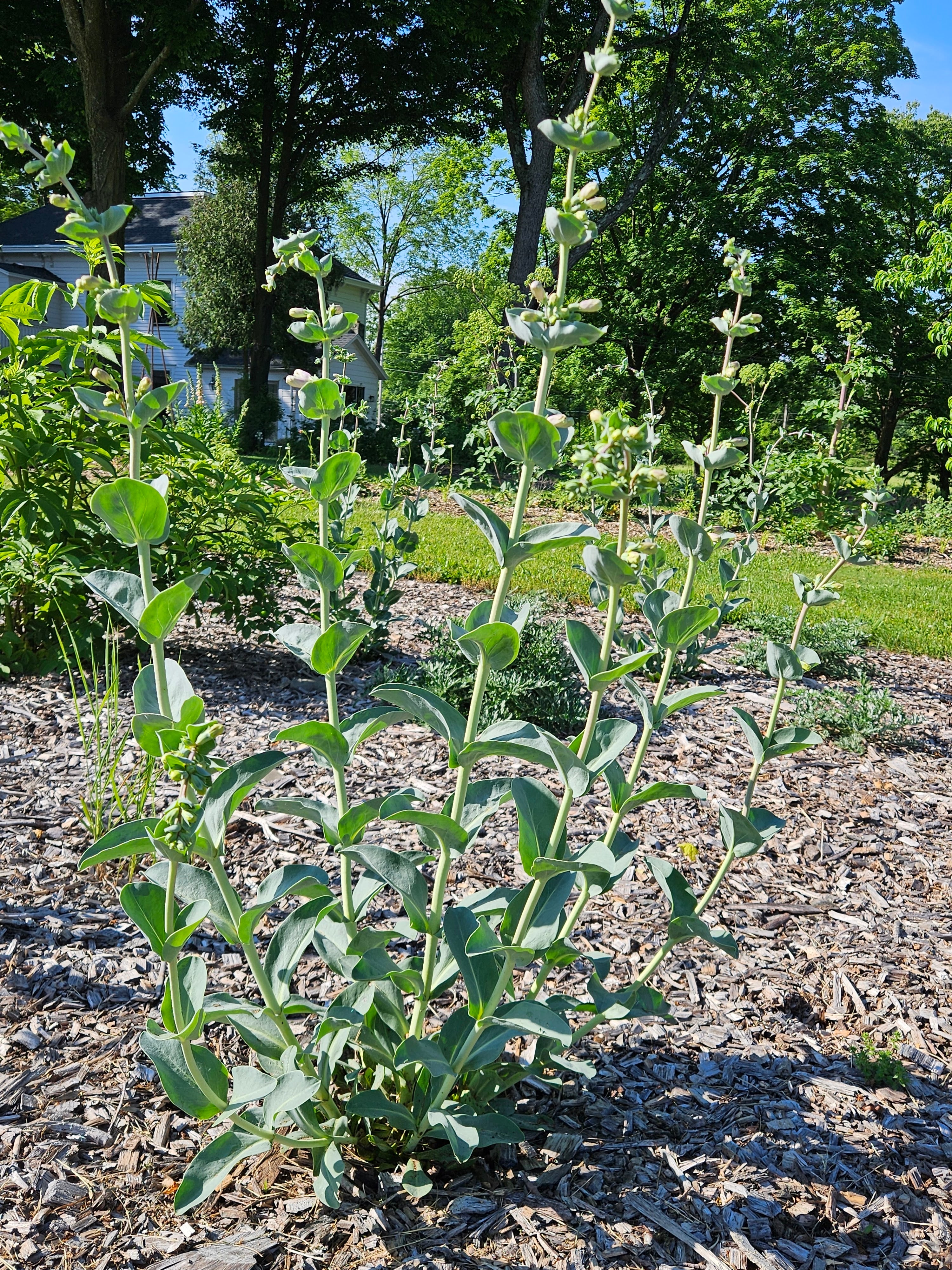 Penstemon grandiflorus (large beardtongue) in garden