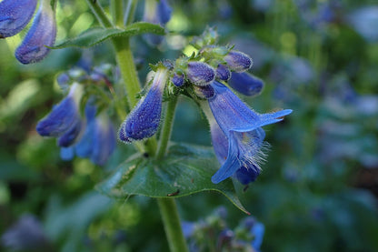 Penstemon ovatus | broad-leaved penstemon