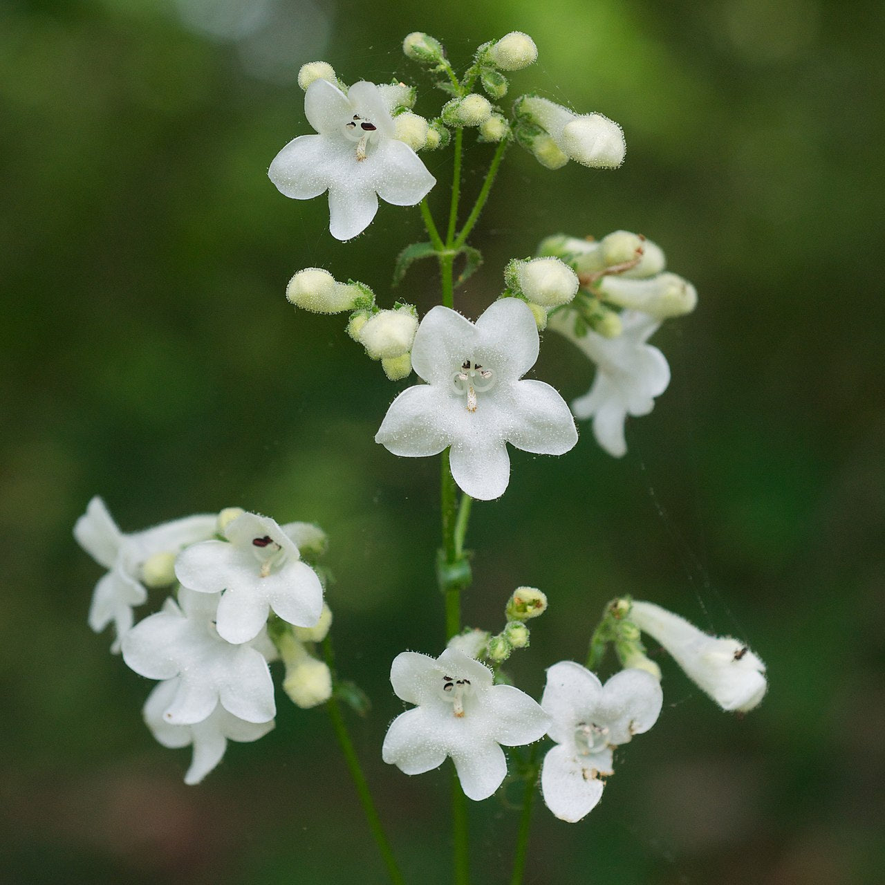 Close-up of white flowers with a blurred green background