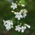 Close-up of white flowers with a blurred green background
