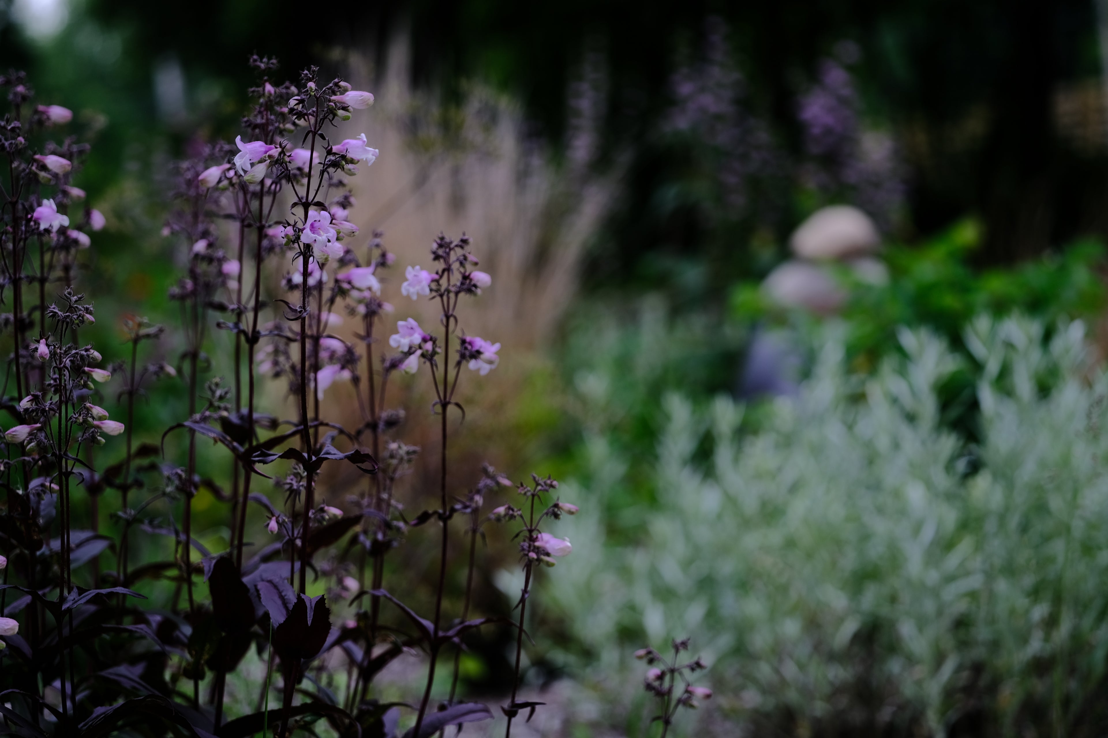 Penstemon digitalis 'Husker's Red Superior Strain' | foxglove beardtongue