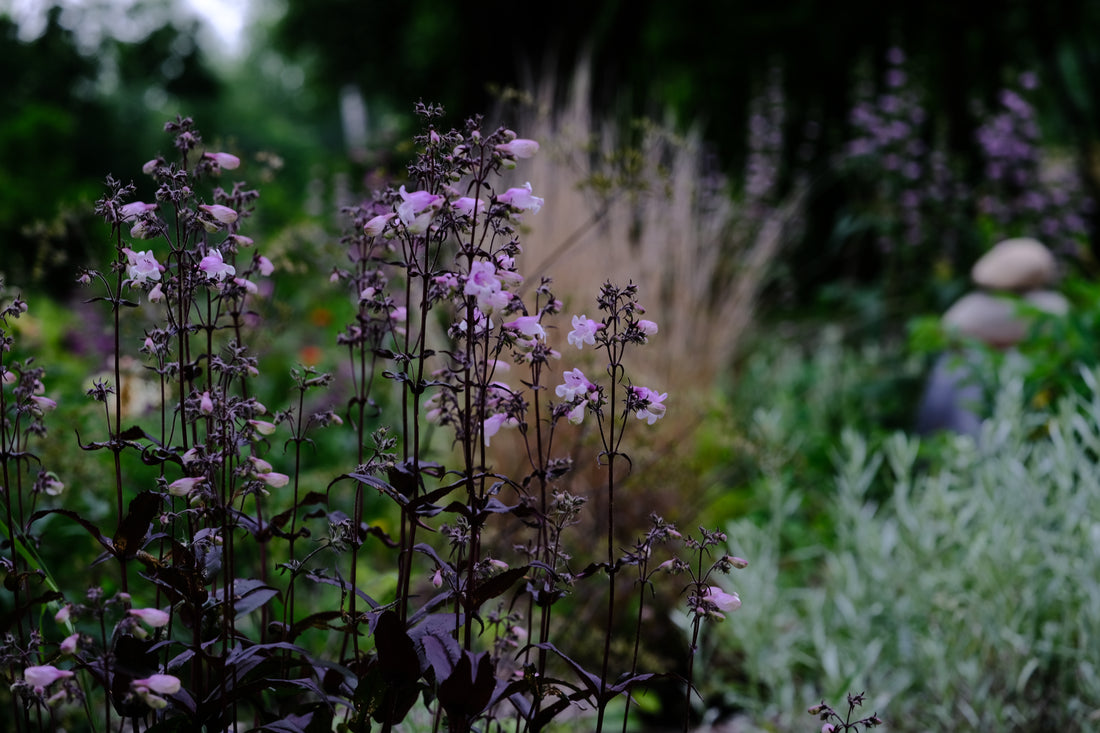 Penstemon digitalis &