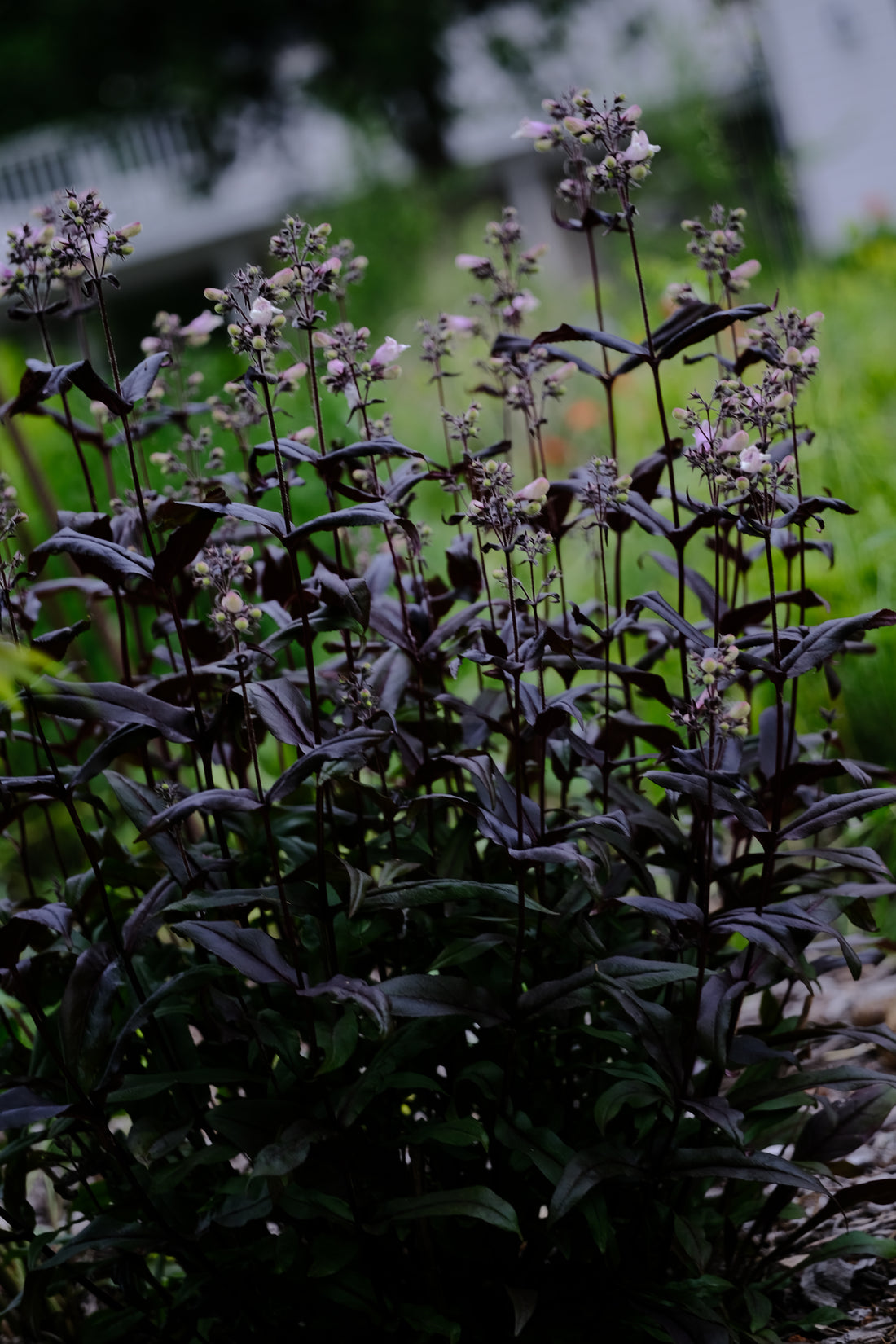 Penstemon digitalis &