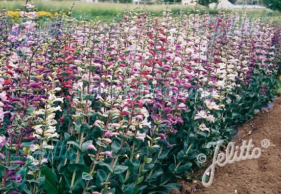 Penstemon grandiflorus &