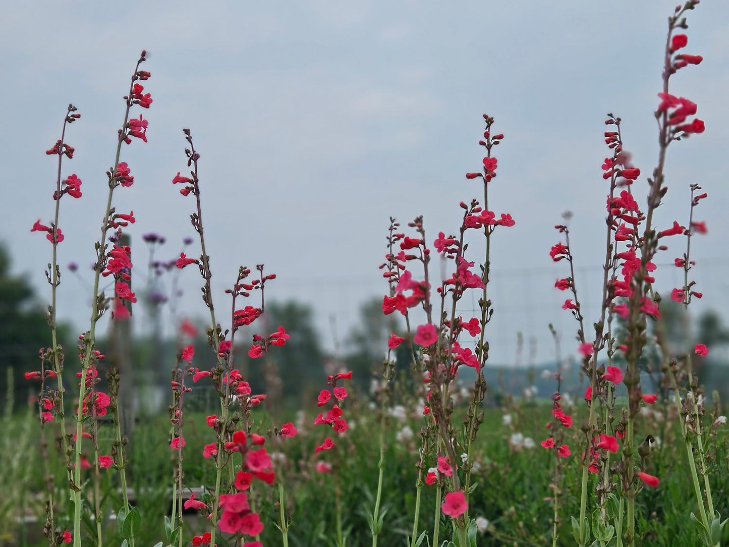 Penstemon superbus