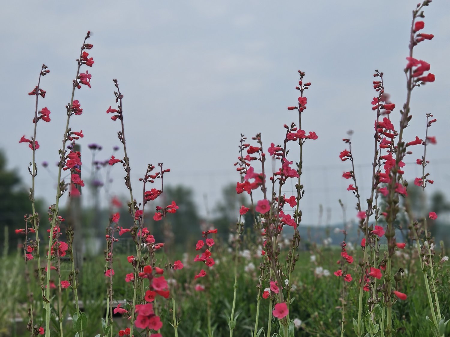 Penstemon superbus (superb beardtongue) in bloom