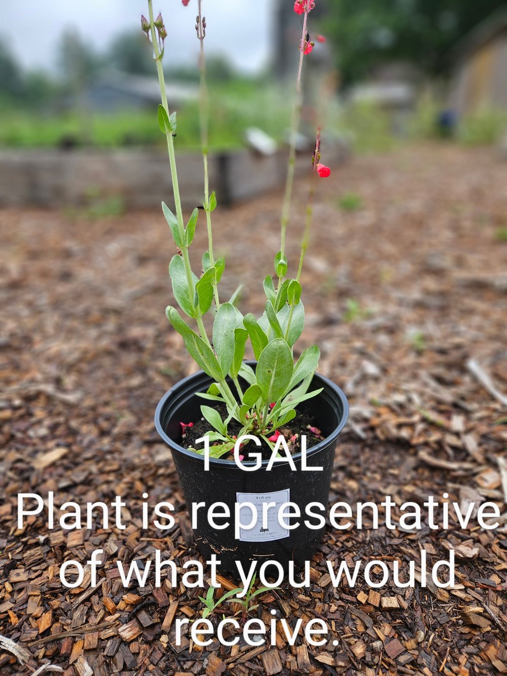 Penstemon superbus (superb beardtongue) 1 gallon sale size at The Old Dairy Nursery