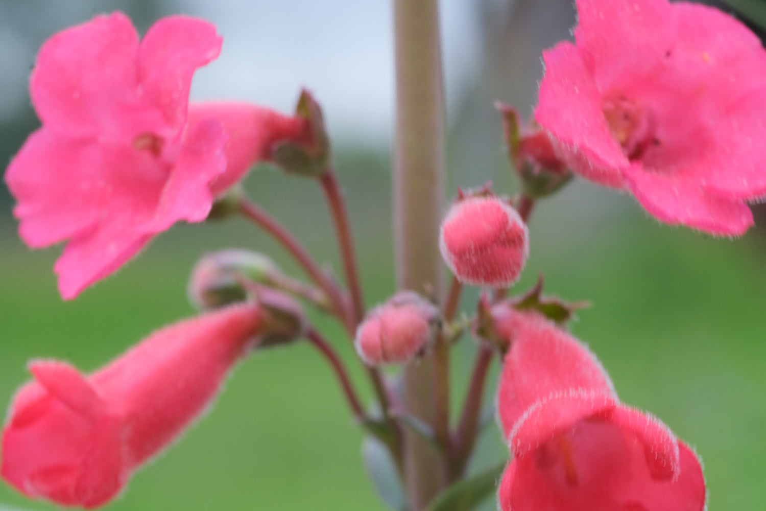 Penstemon superbus (superb beardtongue) flowers