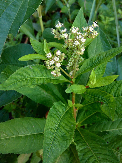 Penthorum sedoides (ditch stonecrop) white blooms