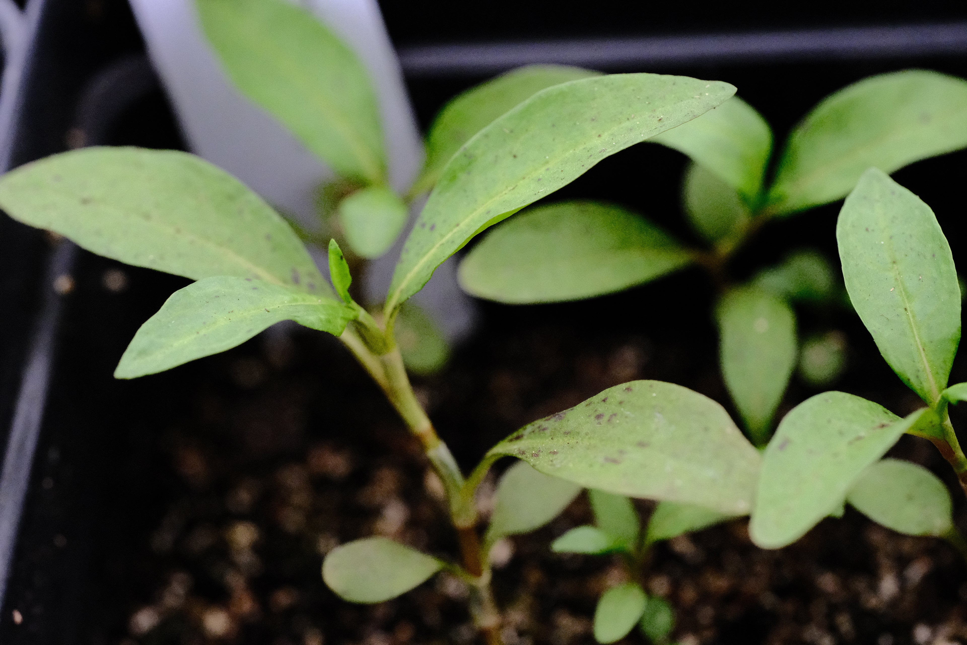Penthorum sedoides seedlings at The Old Dairy Nursery