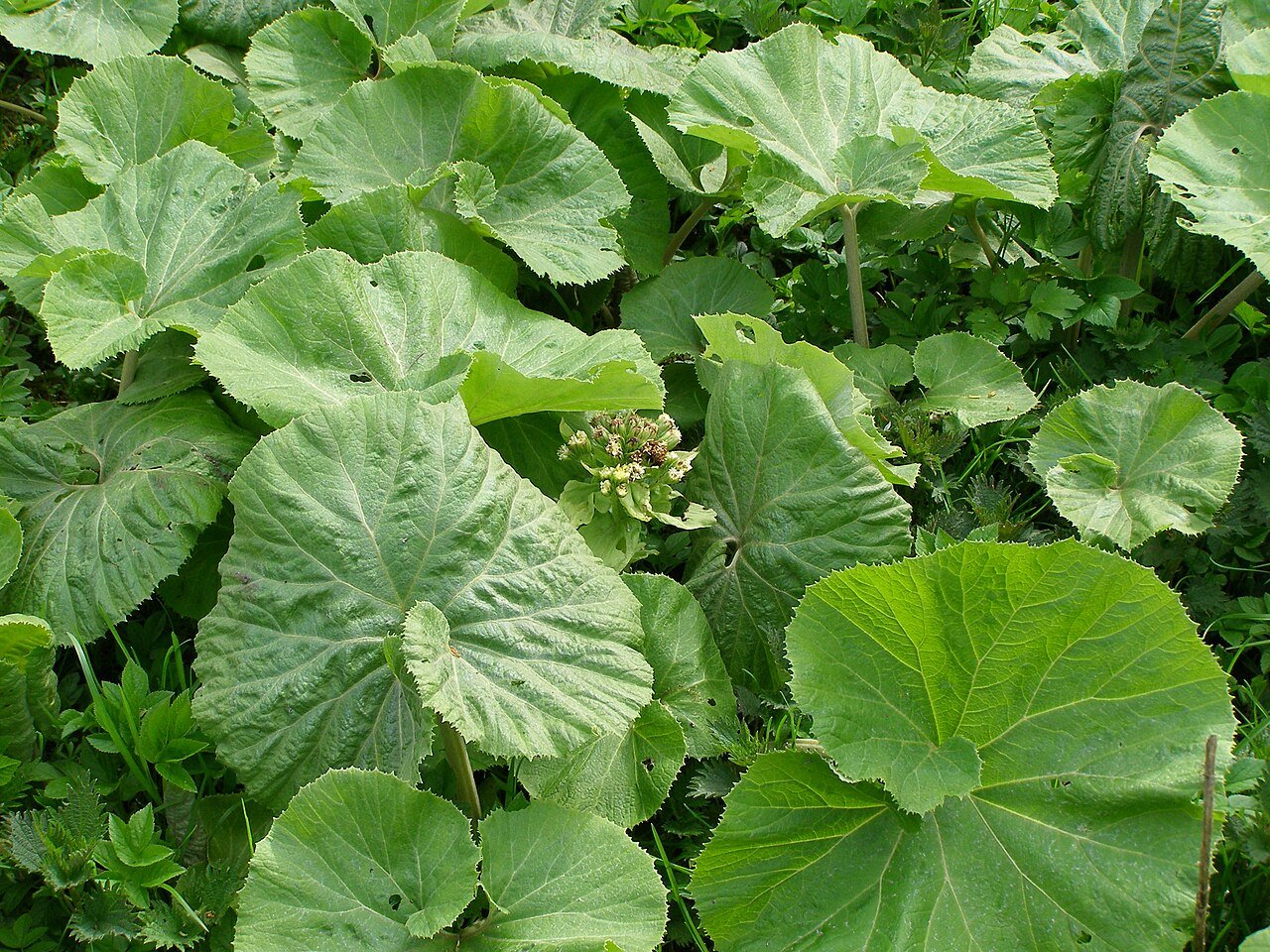 Petasites albus (white butterbur) foliage