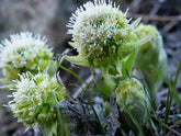 Petasites albus (white butterbur) flower