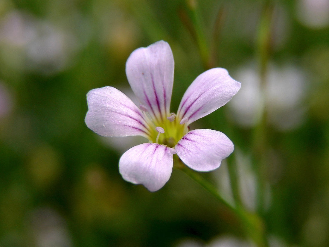 A close-up image of a purple and white Petrorhagia saxifraga (tunic flower) flower with a blurred green background.