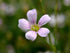 A close-up image of a purple and white Petrorhagia saxifraga (tunic flower) flower with a blurred green background.