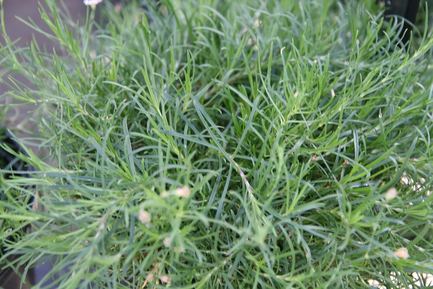 Petrorhagia saxifraga (tunic flower) grass-like green foliage