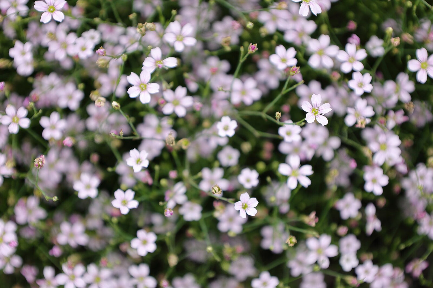 Petrorhagia saxifraga (tunic flower) plant in full bloom