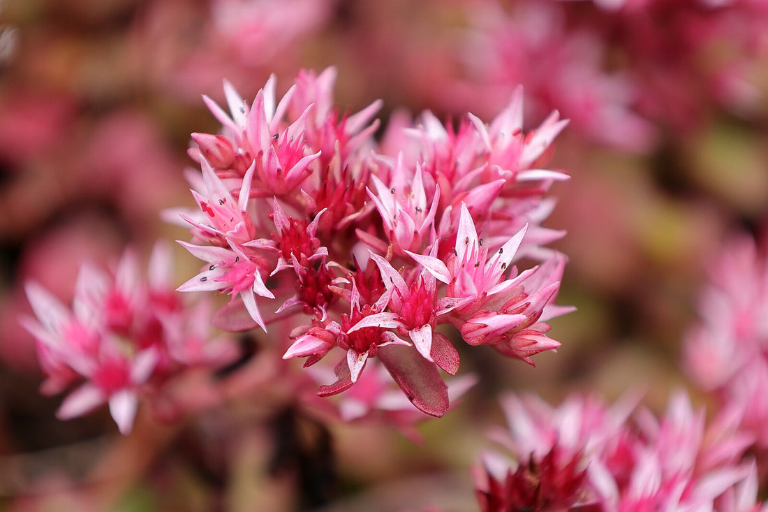 dragons blood succulent Sedum spurium var. coccineum
