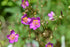 Phemeranthus calycinus (fameflower) magenta pink flowers