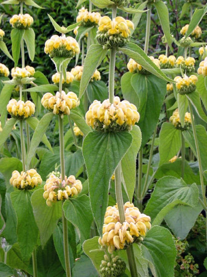 Yellow Phlomis russeliana, commonly known as Turkish sage, flowers with green leaves in a natural setting