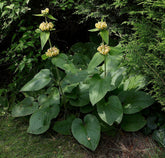 Phlomis russeliana, commonly known as Turkish sage, plant with yellow flowers and green leaves in a natural setting