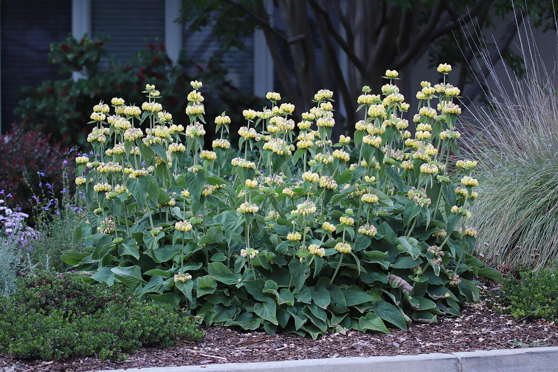 Bushy yellow Phlomis russeliana, commonly known as Turkish sage, flowers with green leaves in a garden setting.