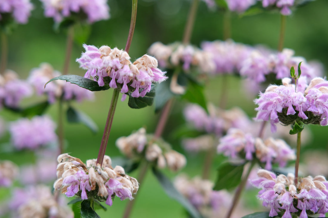 Phlomis tuberosa (Jerusalem sage) lilac flowers