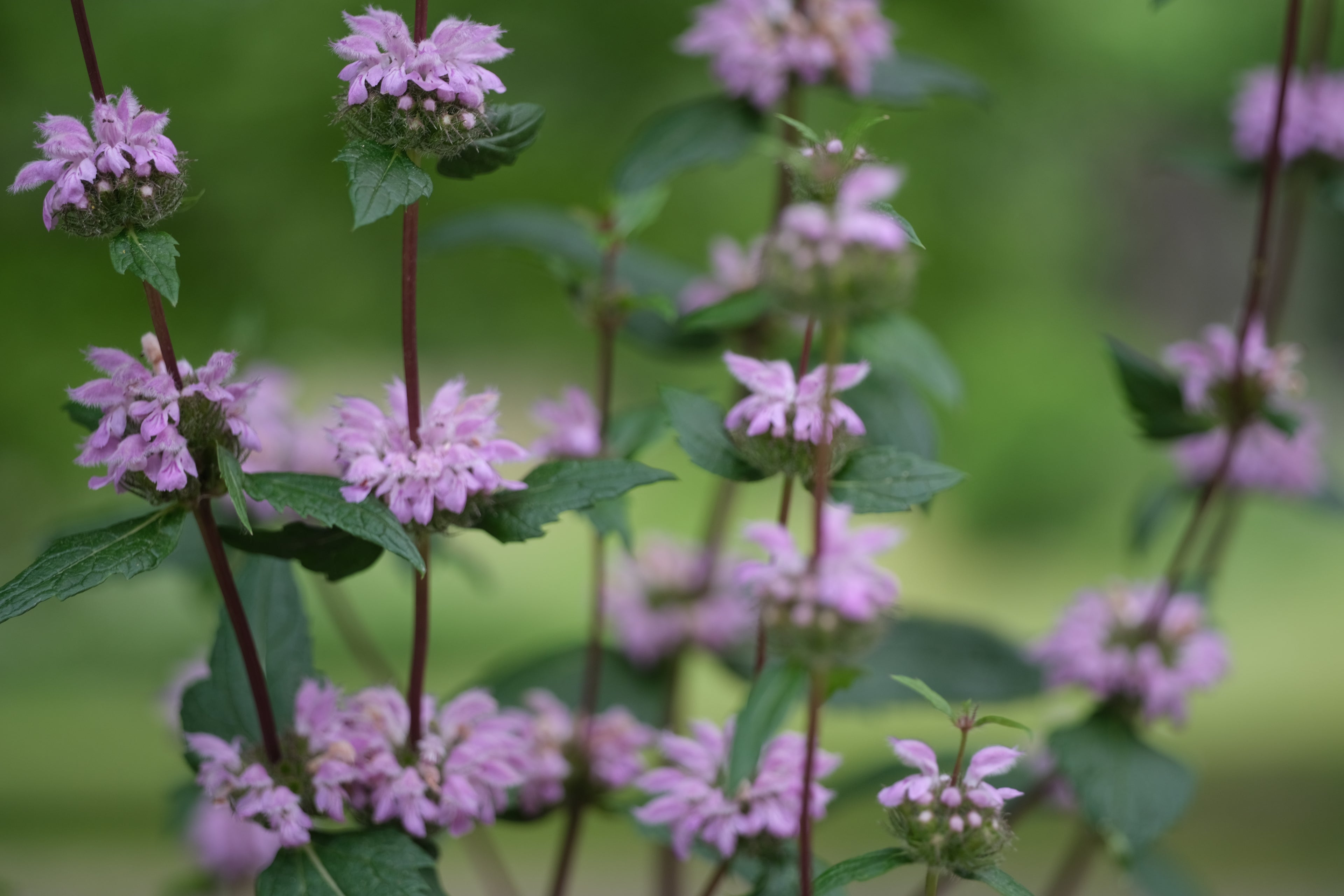 Phlomis tuberosa | Jerusalem sage